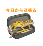レオパ❤大好き日常のスタンプ（個別スタンプ：12）