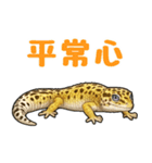 レオパ❤大好き日常のスタンプ（個別スタンプ：13）