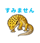 レオパ❤大好き日常のスタンプ（個別スタンプ：21）