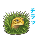 レオパ❤大好き日常のスタンプ（個別スタンプ：22）