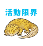 レオパ❤大好き日常のスタンプ（個別スタンプ：24）