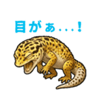 レオパ❤大好き日常のスタンプ（個別スタンプ：25）