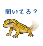 レオパ❤大好き日常のスタンプ（個別スタンプ：27）