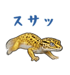 レオパ❤大好き日常のスタンプ（個別スタンプ：28）