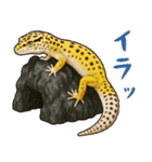 レオパ❤大好き日常のスタンプ（個別スタンプ：30）