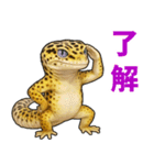 レオパ❤大好き日常のスタンプ（個別スタンプ：32）