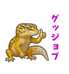 レオパ❤大好き日常のスタンプ（個別スタンプ：33）
