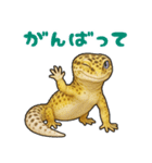 レオパ❤大好き日常のスタンプ（個別スタンプ：37）