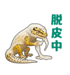 レオパ❤大好き日常のスタンプ（個別スタンプ：39）