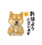毎日使える柴犬さんのLineスタンプ（個別スタンプ：1）