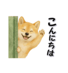 毎日使える柴犬さんのLineスタンプ（個別スタンプ：2）