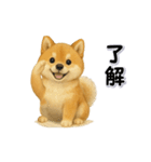 毎日使える柴犬さんのLineスタンプ（個別スタンプ：4）
