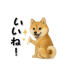 毎日使える柴犬さんのLineスタンプ（個別スタンプ：5）