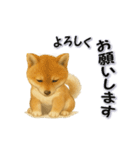 毎日使える柴犬さんのLineスタンプ（個別スタンプ：9）