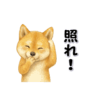 毎日使える柴犬さんのLineスタンプ（個別スタンプ：11）