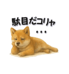 毎日使える柴犬さんのLineスタンプ（個別スタンプ：12）