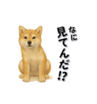 毎日使える柴犬さんのLineスタンプ（個別スタンプ：13）