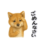 毎日使える柴犬さんのLineスタンプ（個別スタンプ：14）