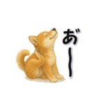 毎日使える柴犬さんのLineスタンプ（個別スタンプ：15）