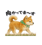 毎日使える柴犬さんのLineスタンプ（個別スタンプ：17）