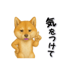毎日使える柴犬さんのLineスタンプ（個別スタンプ：18）