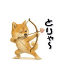 毎日使える柴犬さんのLineスタンプ（個別スタンプ：19）
