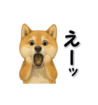 毎日使える柴犬さんのLineスタンプ（個別スタンプ：21）