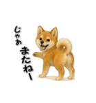 毎日使える柴犬さんのLineスタンプ（個別スタンプ：24）