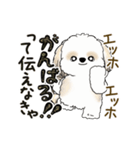 動くシーズー犬2025『頑張って伝えて！』12（個別スタンプ：18）
