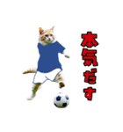 ニャンコのサッカー 猫 ネコ 日常（個別スタンプ：1）