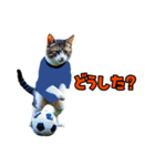 ニャンコのサッカー 猫 ネコ 日常（個別スタンプ：8）