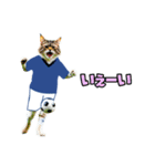 ニャンコのサッカー 猫 ネコ 日常（個別スタンプ：11）