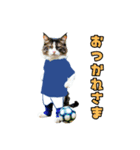 ニャンコのサッカー 猫 ネコ 日常（個別スタンプ：12）