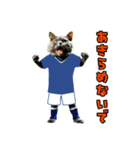 ニャンコのサッカー 猫 ネコ 日常（個別スタンプ：13）