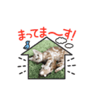 ニャンズの相棒（個別スタンプ：5）