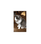 ニャンズの相棒（個別スタンプ：7）