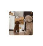 そらレオン動くよ（個別スタンプ：6）
