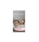 そらレオン動くよ（個別スタンプ：10）