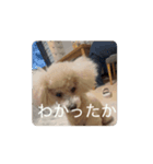 そらレオン動くよ（個別スタンプ：15）