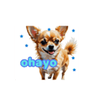 チワワ好きさんと犬好きさんに動く（個別スタンプ：1）