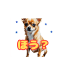 チワワ好きさんと犬好きさんに動く（個別スタンプ：6）