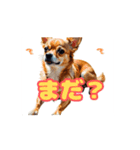 チワワ好きさんと犬好きさんに動く（個別スタンプ：8）
