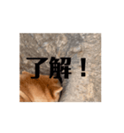 柴犬ちゃん2（個別スタンプ：4）