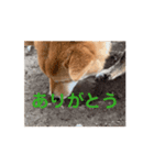 柴犬ちゃん2（個別スタンプ：5）