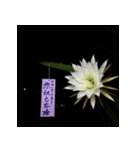 願い灯る七夕スタンプ（個別スタンプ：5）