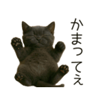 可愛い黒猫の日常スタンプ！3Dリアル（個別スタンプ：2）