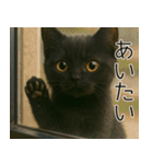 可愛い黒猫の日常スタンプ！3Dリアル（個別スタンプ：3）