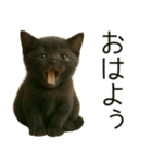 可愛い黒猫の日常スタンプ！3Dリアル（個別スタンプ：5）