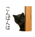 可愛い黒猫の日常スタンプ！3Dリアル（個別スタンプ：7）