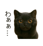 可愛い黒猫の日常スタンプ！3Dリアル（個別スタンプ：10）